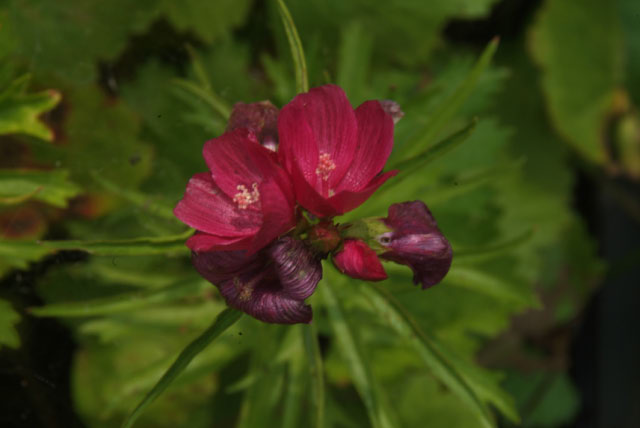 Sidalcea oregana  bestellen